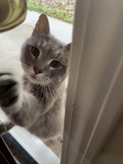 Thomas, Adoptable, Adult Male Domestic Short Hair & Domestic Short Hair.