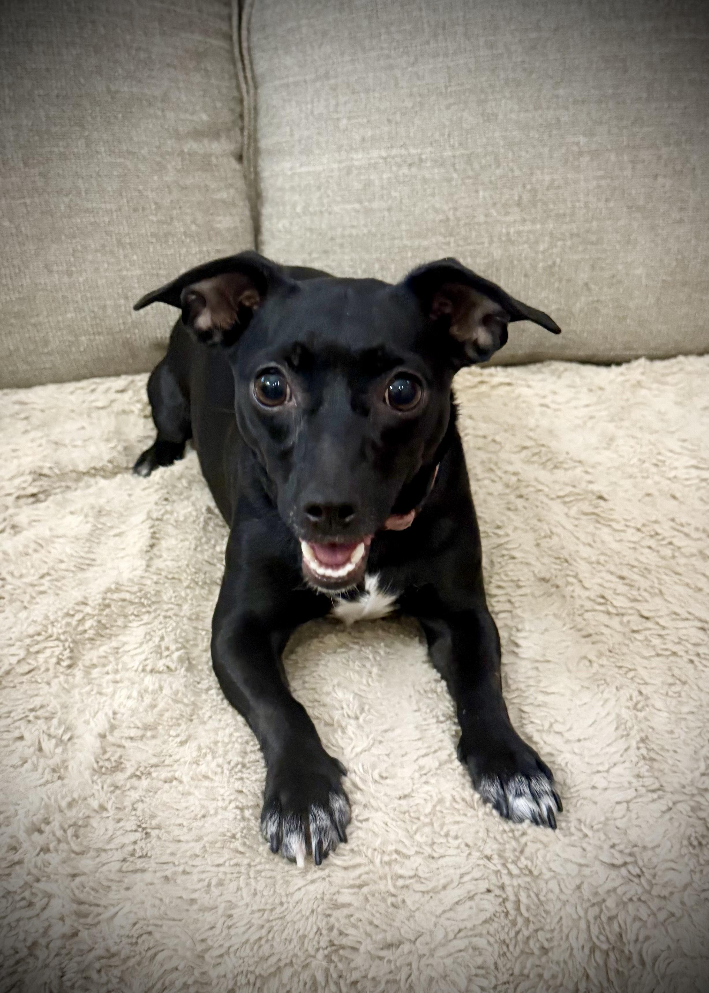 Enlarge Dakota, a Adoptable mixed breed in Oakley, CA image 2/5