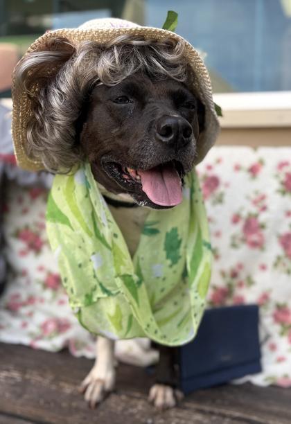 Enlarge Amelia, a Adoptable mixed breed in Palm Coast, FL image 1/3