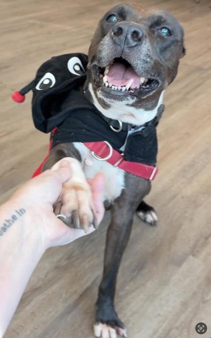 Amelia, Adoptable, Adult Female Terrier & Mixed Breed.