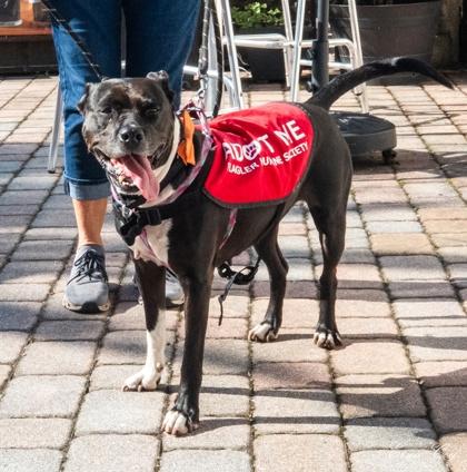 Amelia, Adoptable, Adult Female Terrier & Mixed Breed.