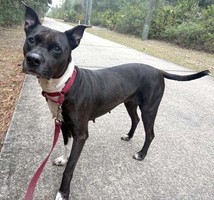 Enlarge Amelia, a Adoptable mixed breed in Palm Coast, FL image 3/3