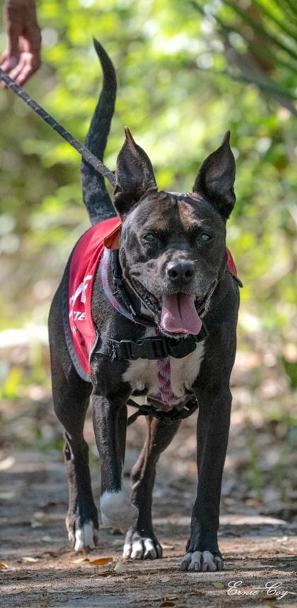 Enlarge Amelia, a Adoptable mixed breed in Palm Coast, FL image 2/3