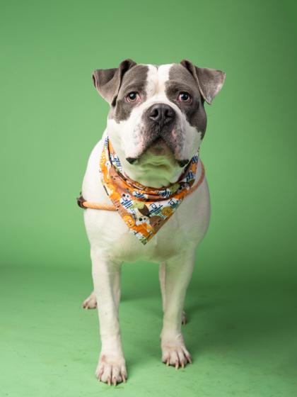 Chief — thumbnail 2