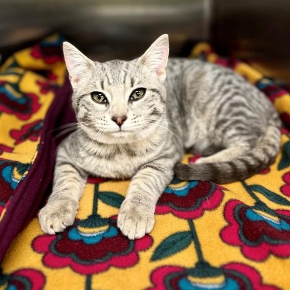 Enlarge Blizzard- #50351, an adopted Domestic Short Hair in Columbia, MD image 1/1