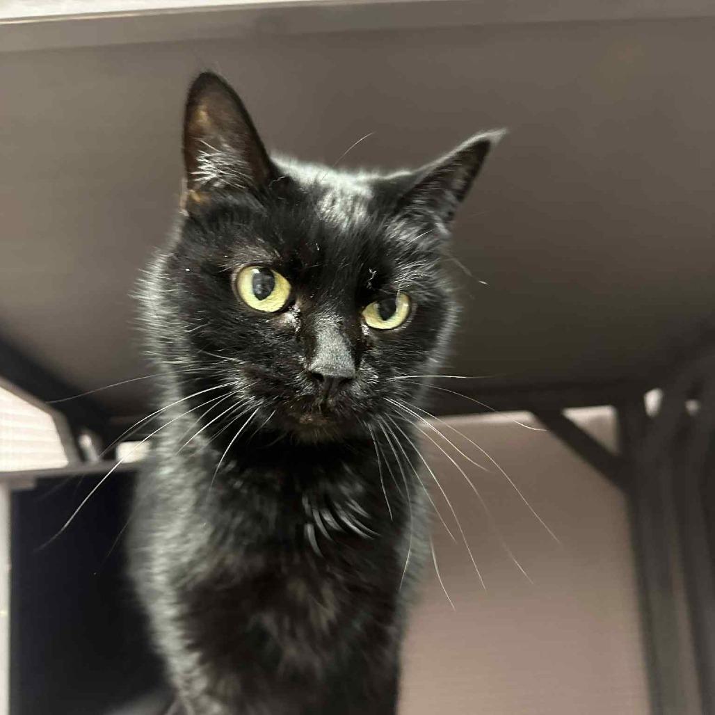 Nugget, Adoptable, Senior Female Domestic Short Hair.