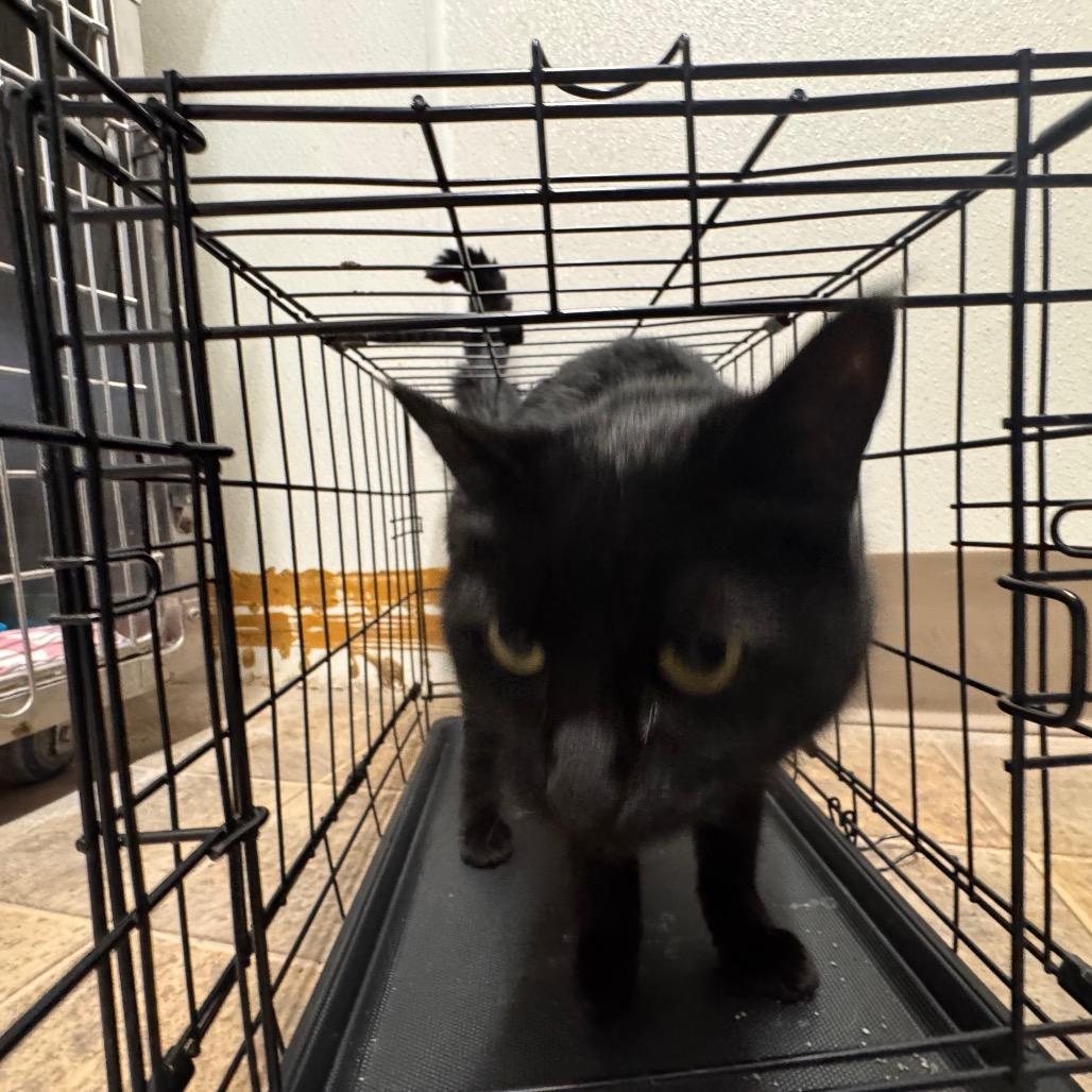 Enlarge Nugget, a Adoptable Domestic Short Hair in Starkville, MS image 2/2