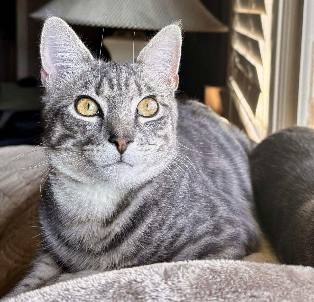 Enlarge *Jack Slate, a Adoptable Domestic Short Hair in Forest, VA image 2/3
