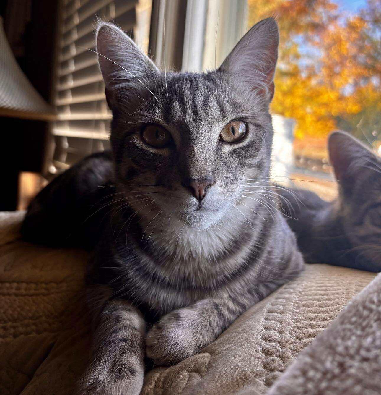 Enlarge *Jack Slate, a Adoptable Domestic Short Hair in Forest, VA image 3/3