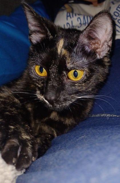 Topaz, Young Female unknown