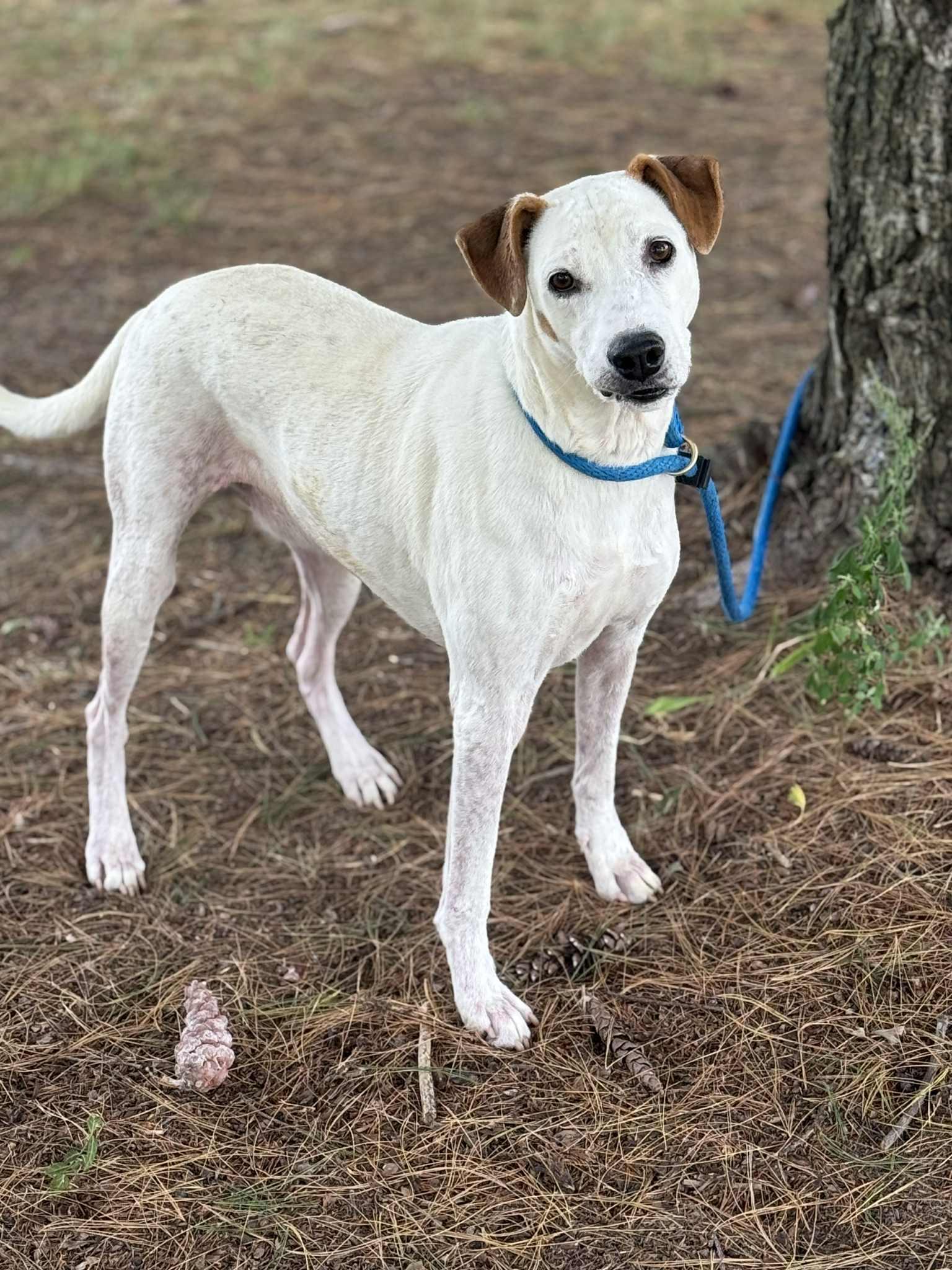 Enlarge Alfred , a Adoptable mixed breed in Springfield, IL image 2/3