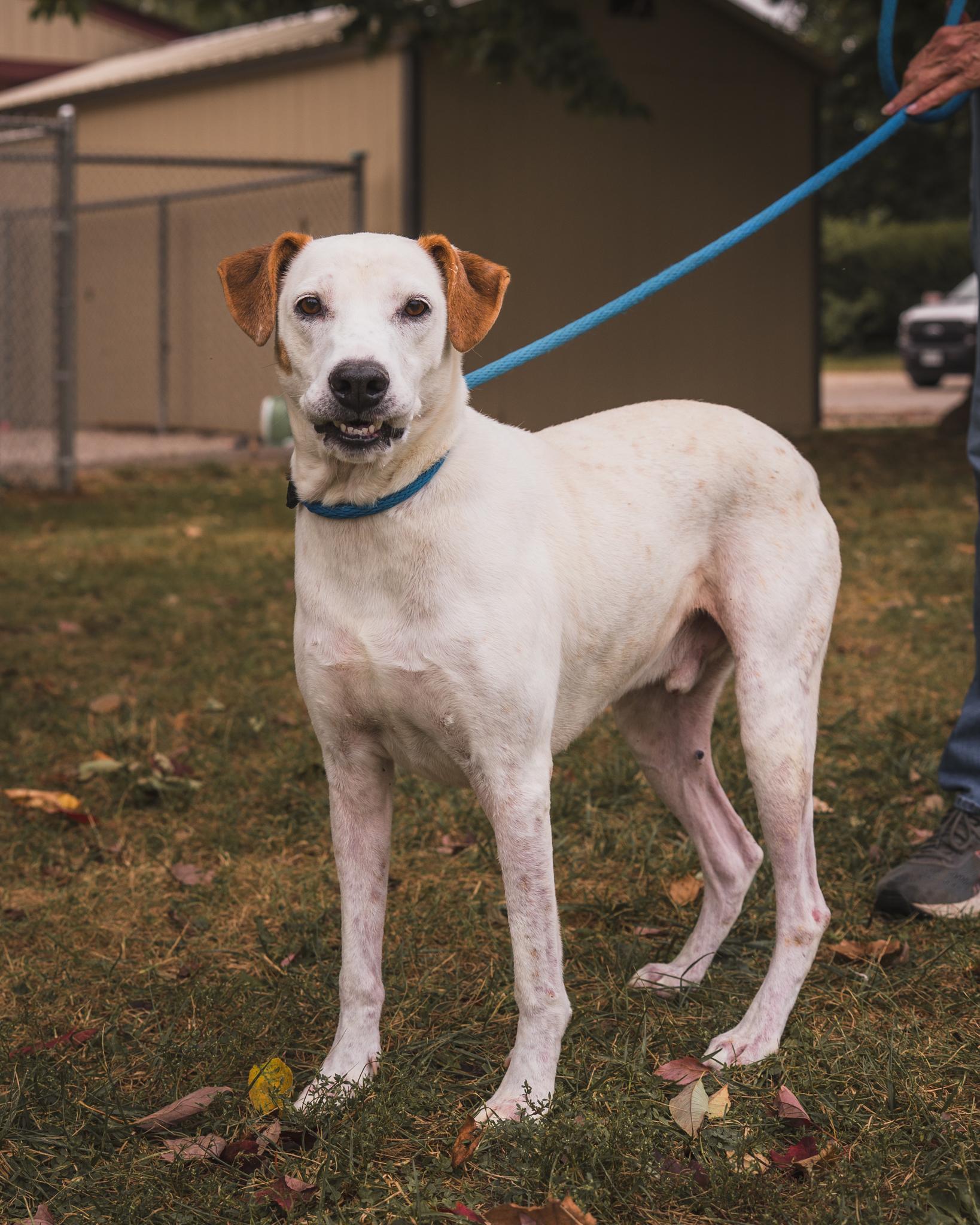 Alfred , Adoptable, Adult Male English Pointer & Mixed Breed.