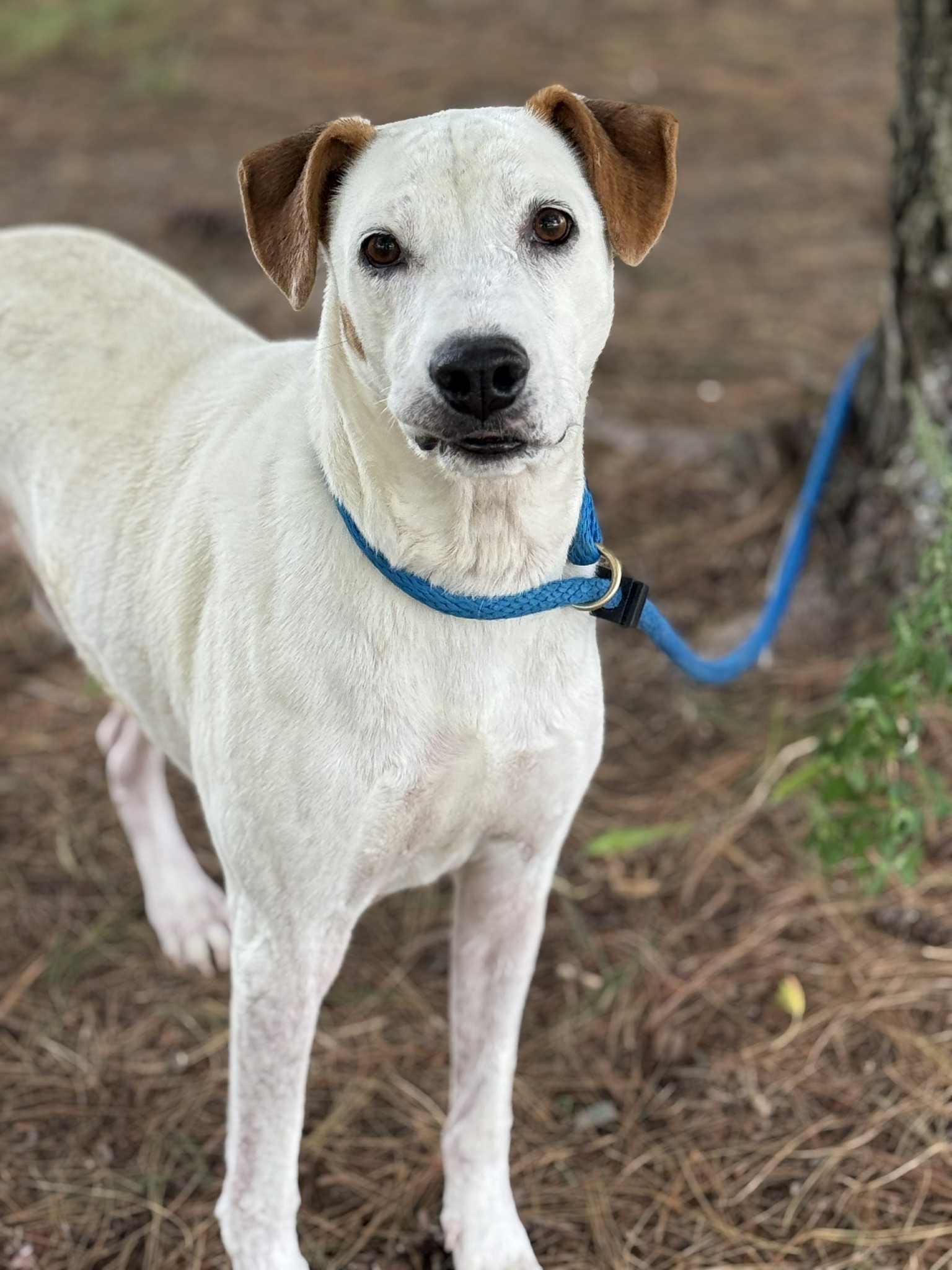 Enlarge Alfred , a Adoptable mixed breed in Springfield, IL image 3/3