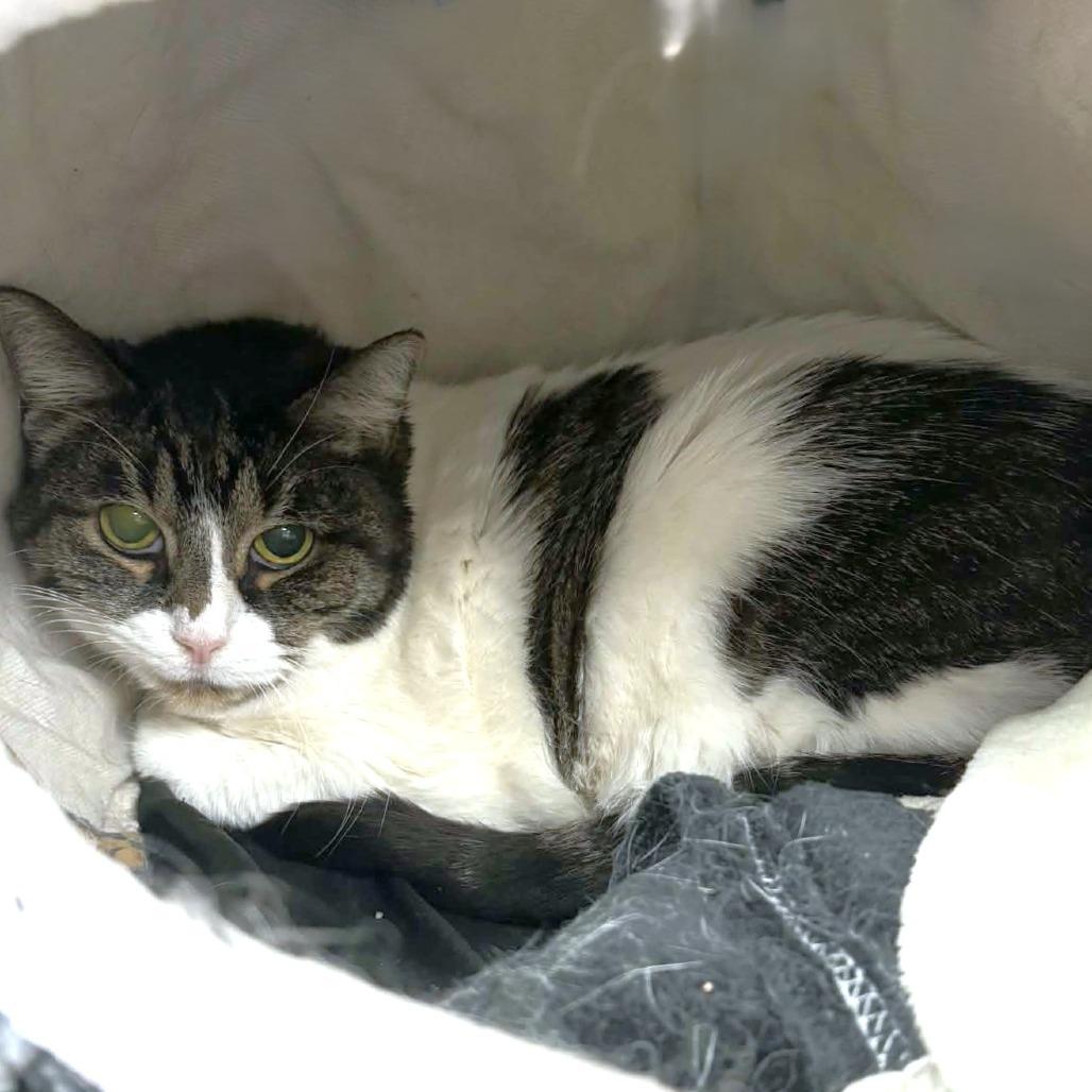 Alice, a Adoptable Domestic Short Hair in Michigan City, IN image 1/2