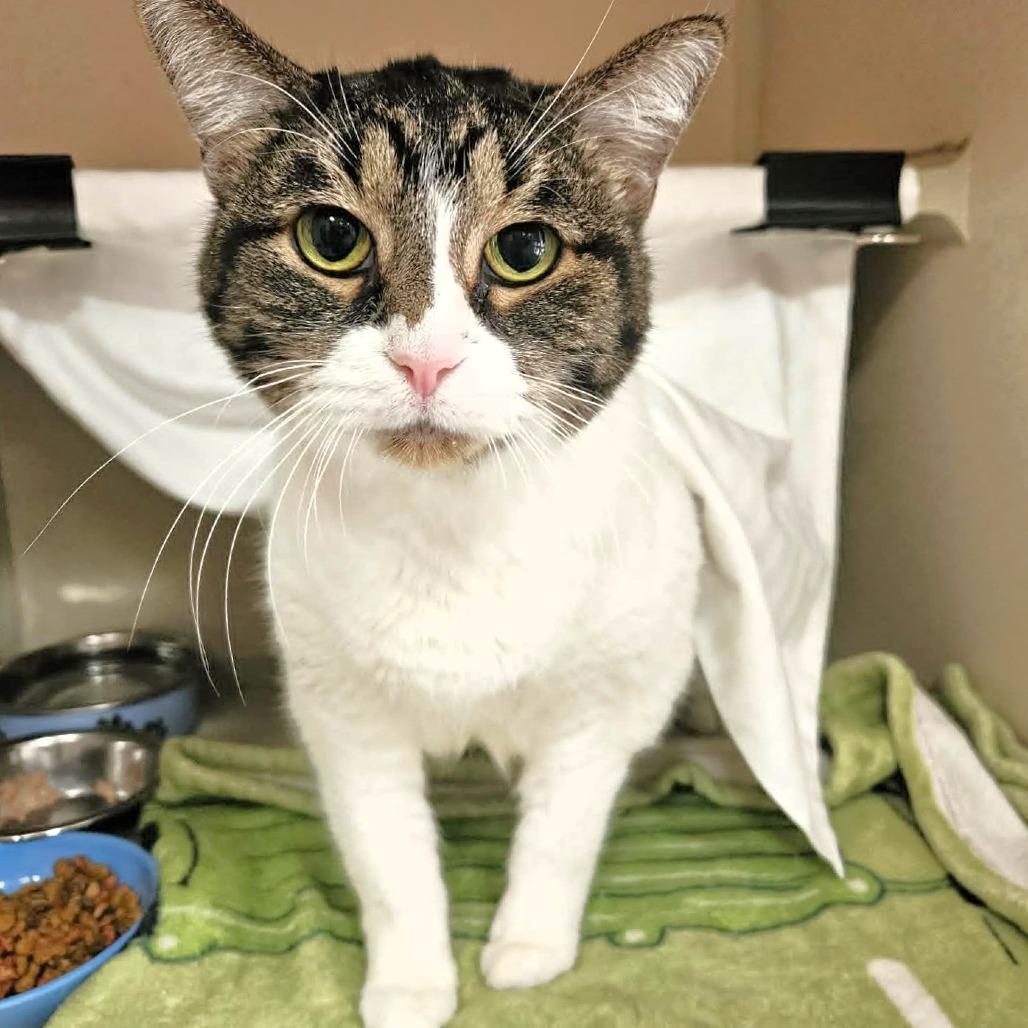 Alice, Adoptable, Adult Female Domestic Short Hair.