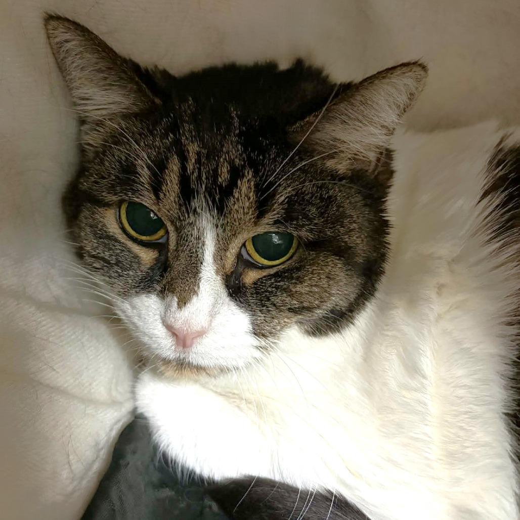Alice, a Adoptable Domestic Short Hair in Michigan City, IN image 2/2