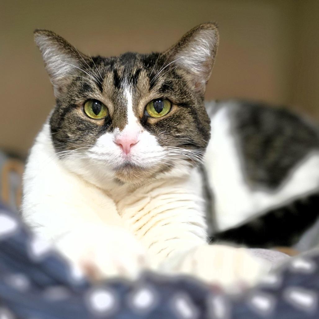 Enlarge Alice, a Adoptable Domestic Short Hair in Michigan City, IN image 2/5