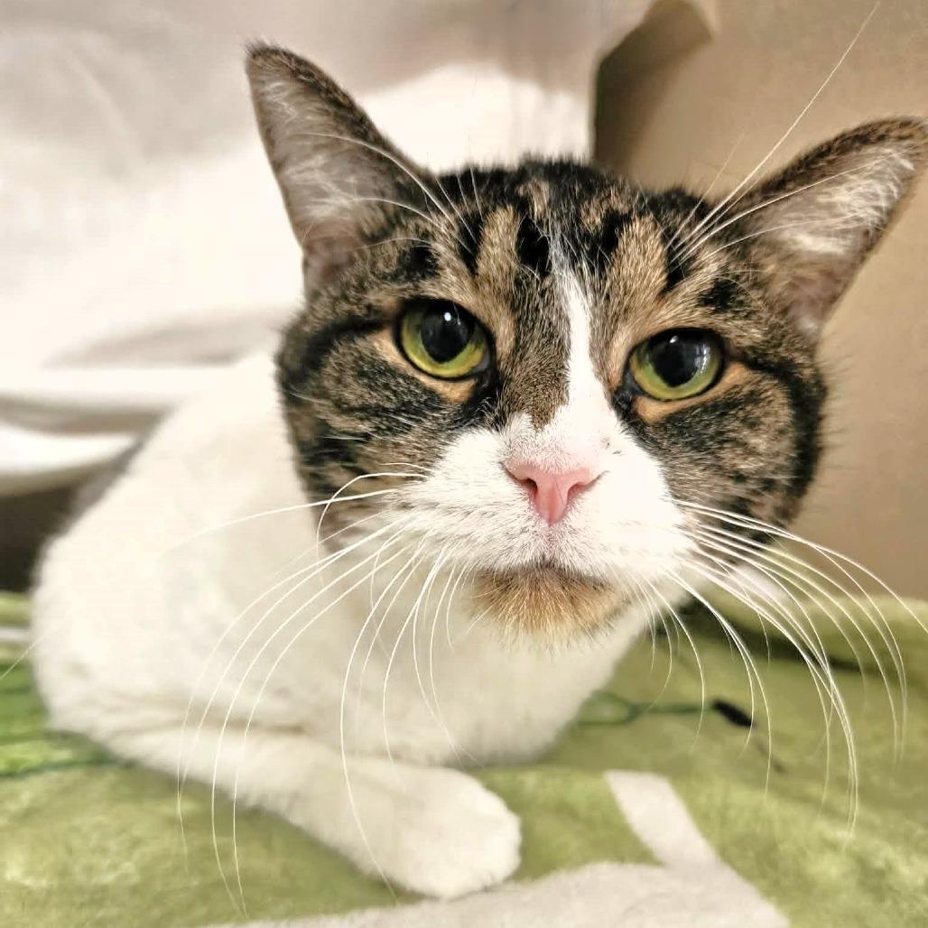 Enlarge Alice, a Adoptable Domestic Short Hair in Michigan City, IN image 3/5