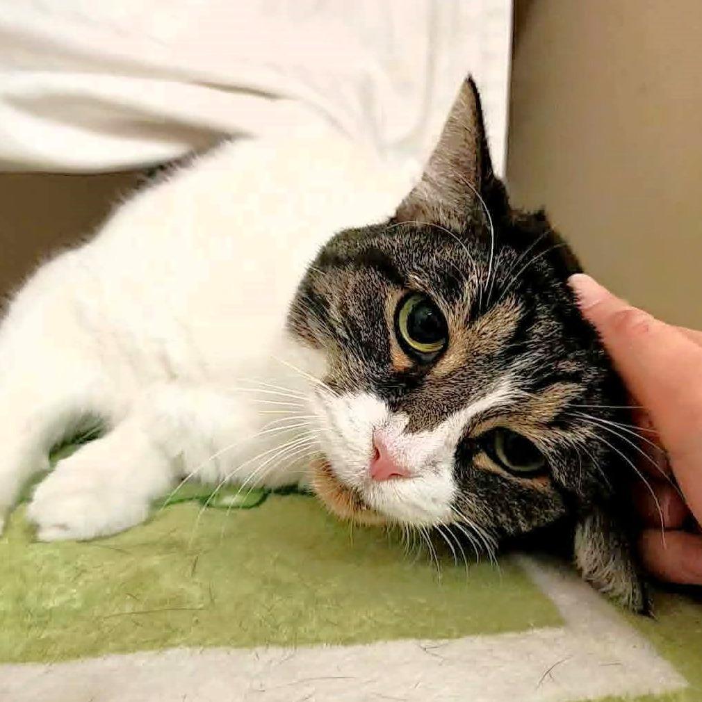 Enlarge Alice, a Adoptable Domestic Short Hair in Michigan City, IN image 4/5