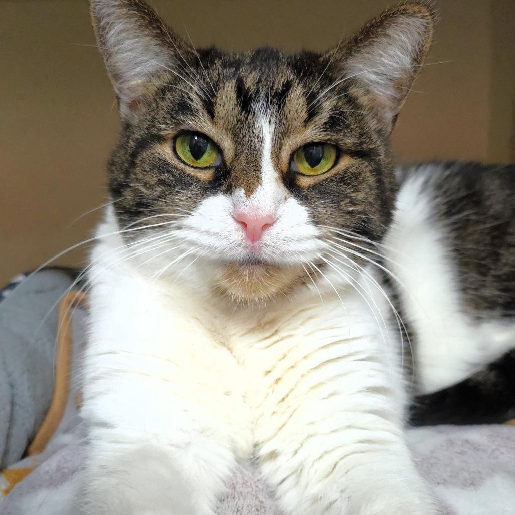 Enlarge Alice, a Adoptable Domestic Short Hair in Michigan City, IN image 5/5