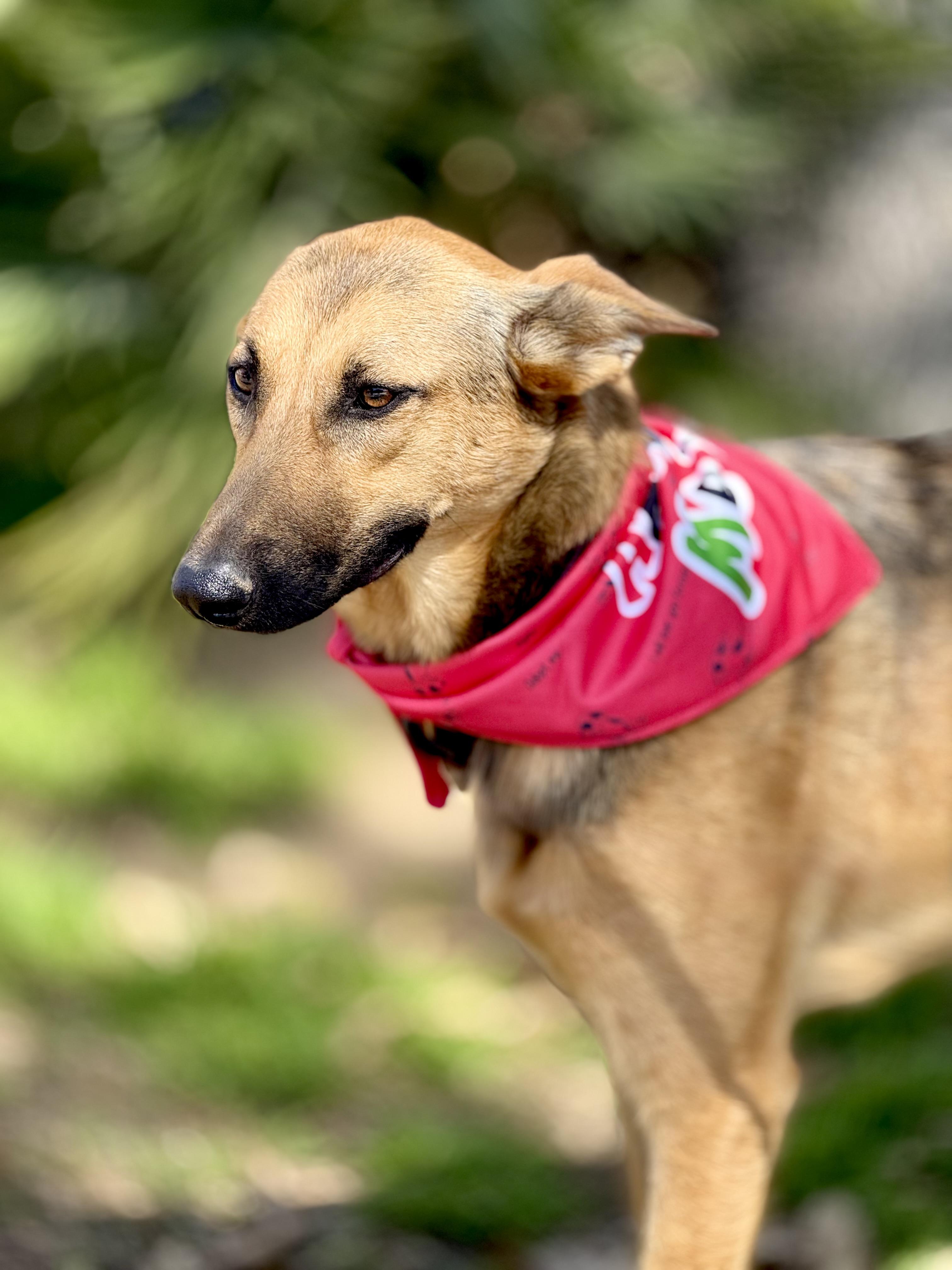 Enlarge Nala, a Adopted German Shepherd Dog in Thousand Oaks, CA image 2/6