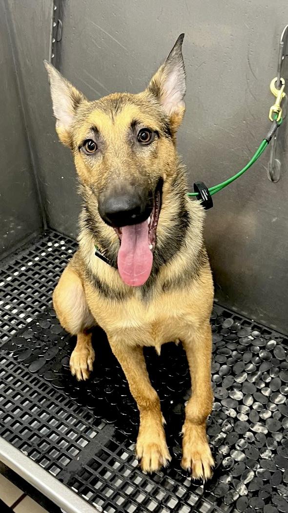 Enlarge Nala, a Adopted German Shepherd Dog in Thousand Oaks, CA image 5/6