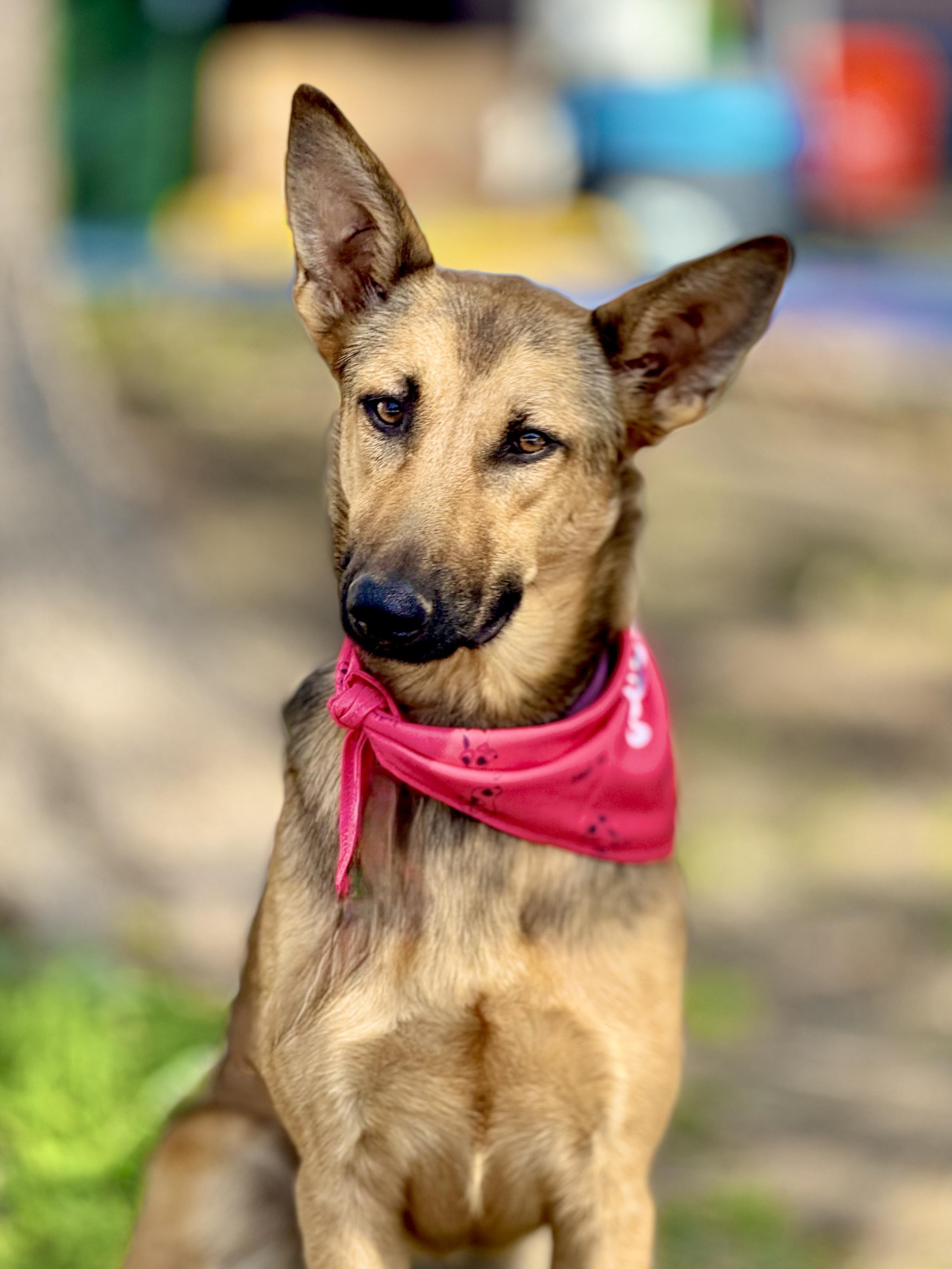Enlarge Nala, a Adopted German Shepherd Dog in Thousand Oaks, CA image 1/6