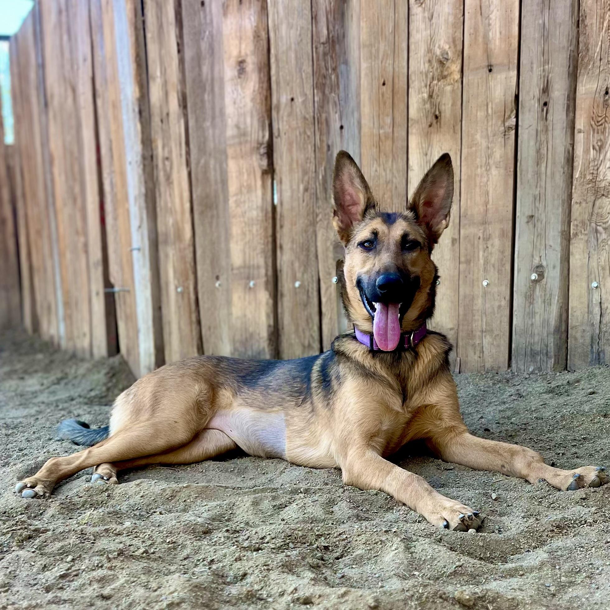 Enlarge Nala, a Adopted German Shepherd Dog in Thousand Oaks, CA image 6/6