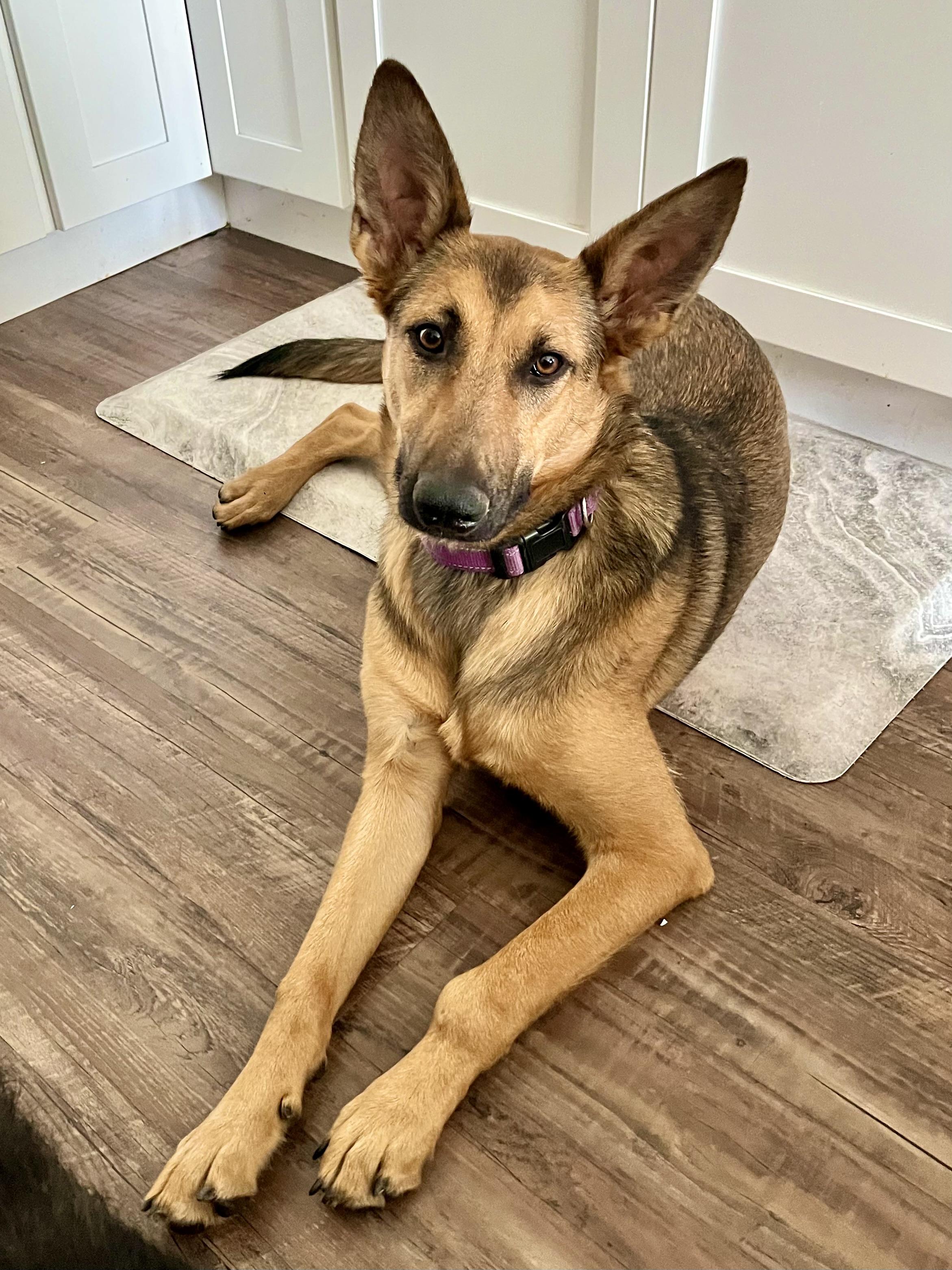 Enlarge Nala, a Adopted German Shepherd Dog in Thousand Oaks, CA image 3/6