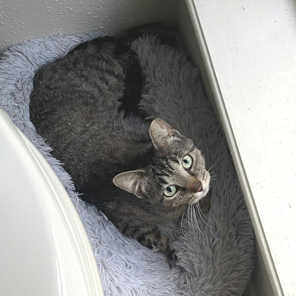 Biscuit, Young Female unknown