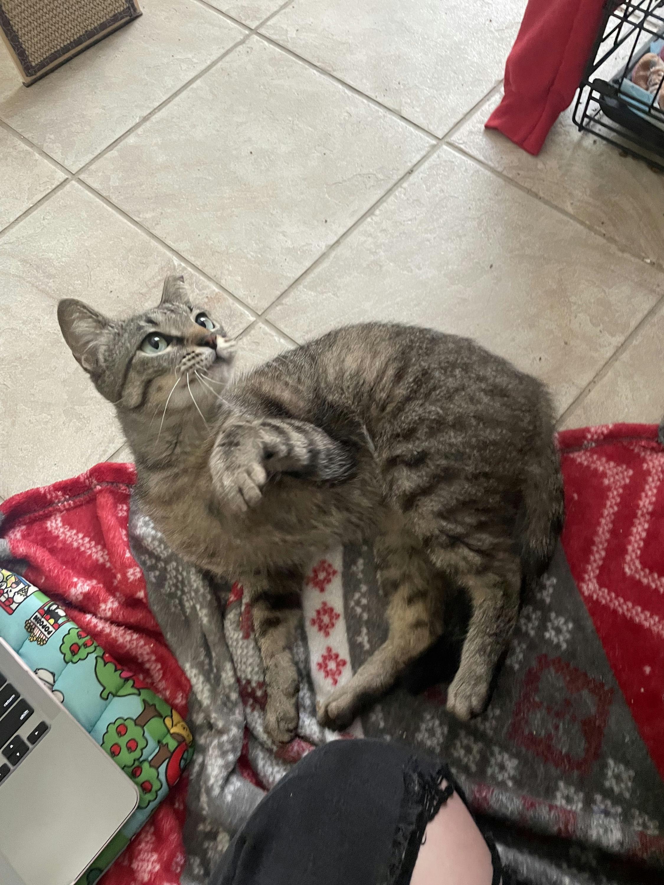 Biscuit