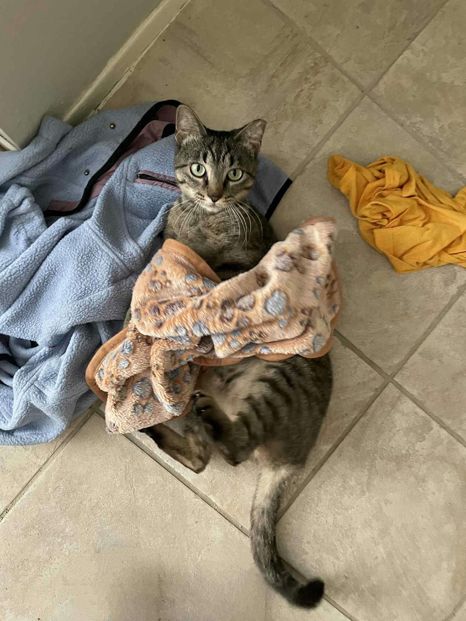 Biscuit
