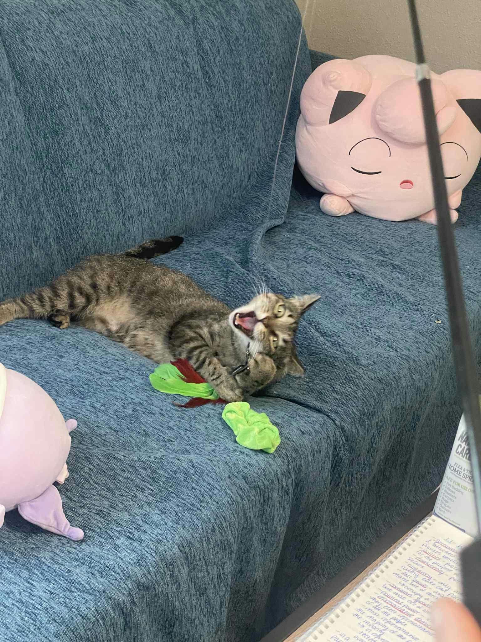 Biscuit