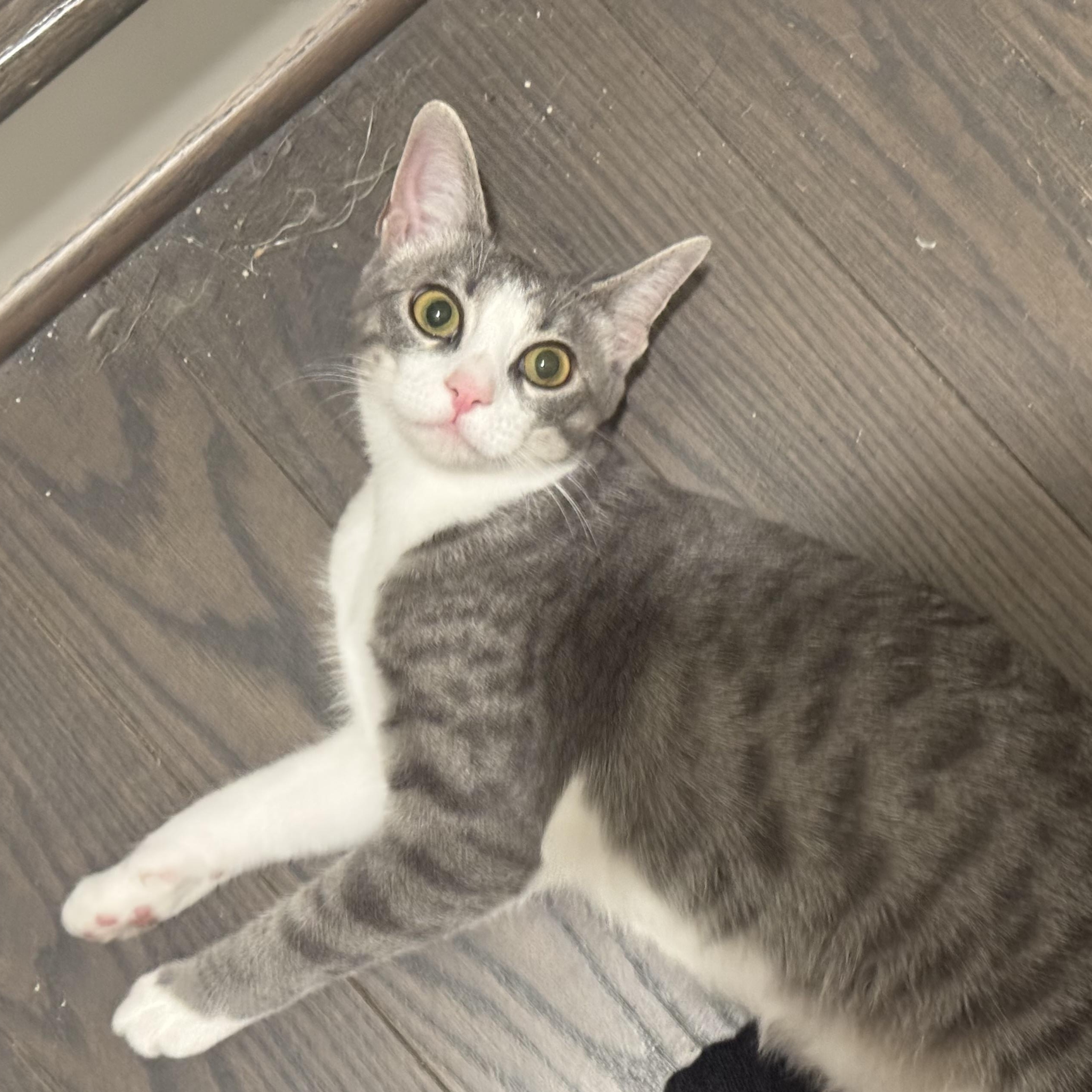 Molly, Adoptable, Young Female Domestic Short Hair.