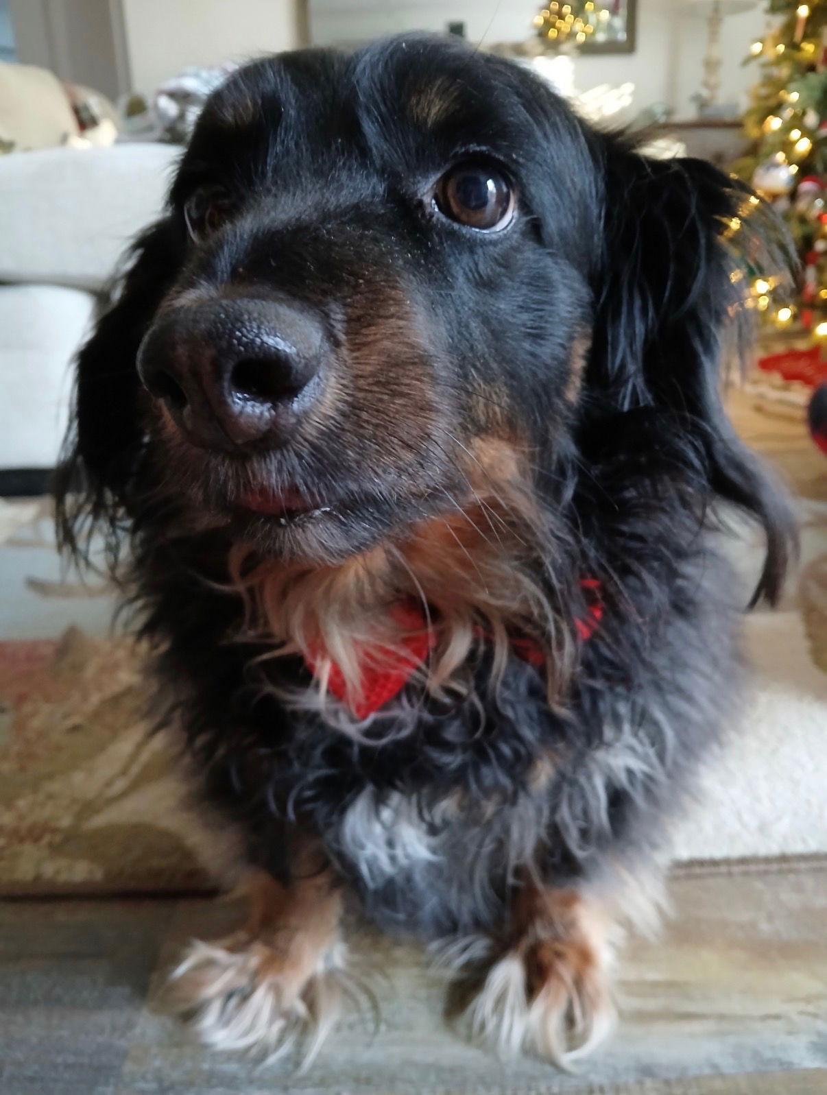 Enlarge Gus4, a Adoptable Dachshund in Charlotte, NC image 1/3