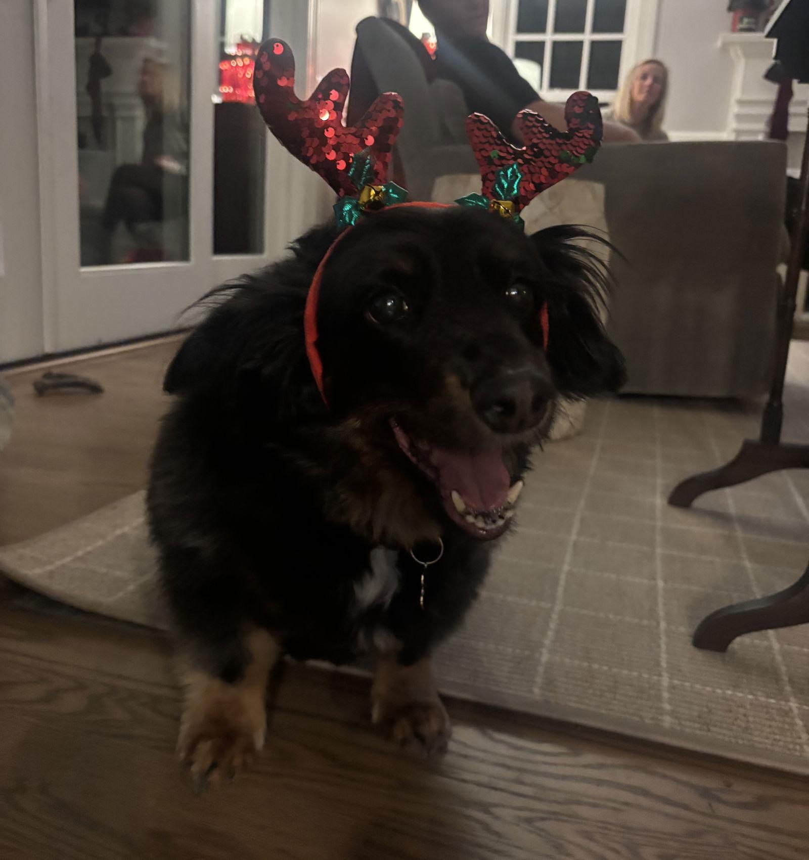 Enlarge Gus4, a Adoptable Dachshund in Charlotte, NC image 2/3