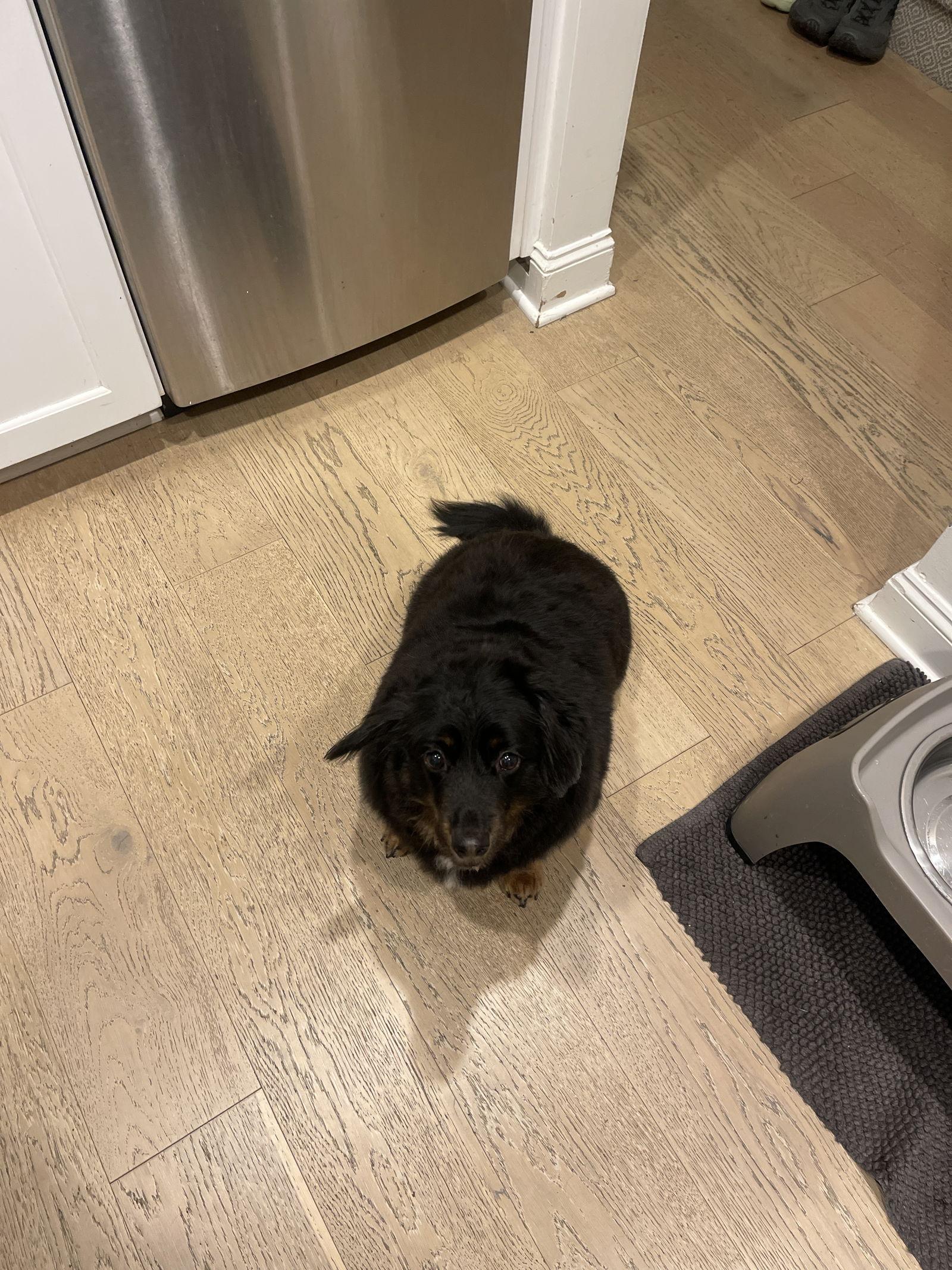 Enlarge Gus4, a Adoptable Dachshund in Charlotte, NC image 3/3