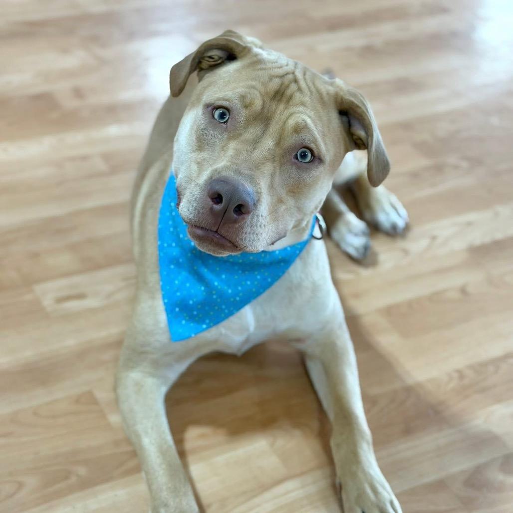 Butters, Adoptable, Young Male Mixed Breed.