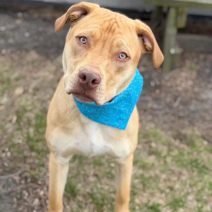 Enlarge Butters, a Adoptable Mixed Breed in DeKalb, IL image 2/5