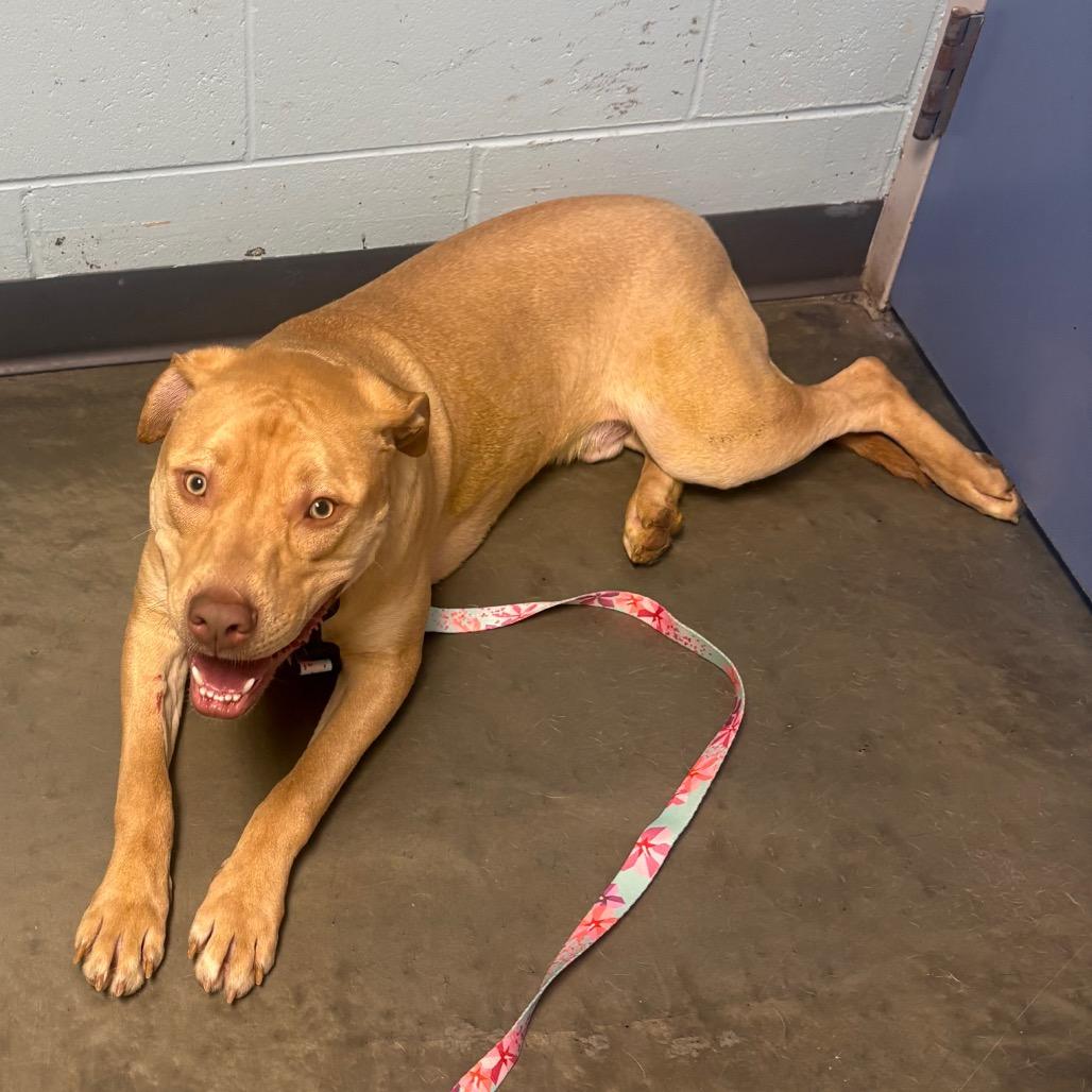 Enlarge Butters, a Adoptable Mixed Breed in DeKalb, IL image 3/5