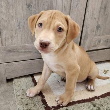 Enlarge Butters, a Adoptable Mixed Breed in DeKalb, IL image 4/5