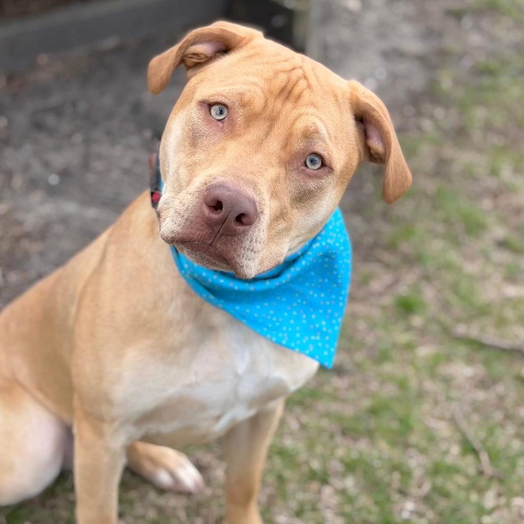 Enlarge Butters, a Adoptable Mixed Breed in DeKalb, IL image 5/5