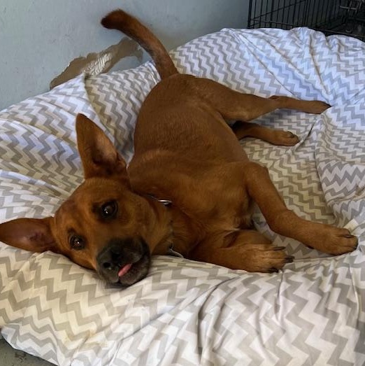 Red available at Charlie's Little Dog House, adopted, Young Male Vizsla.