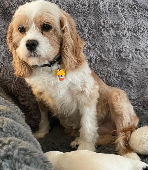 Enlarge June, a ADOPTABLE mixed breed in Calgary, AB image 4/4