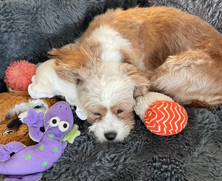 Enlarge June, a ADOPTABLE mixed breed in Calgary, AB image 3/4