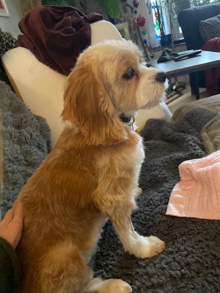 Enlarge June, a ADOPTABLE mixed breed in Calgary, AB image 2/4