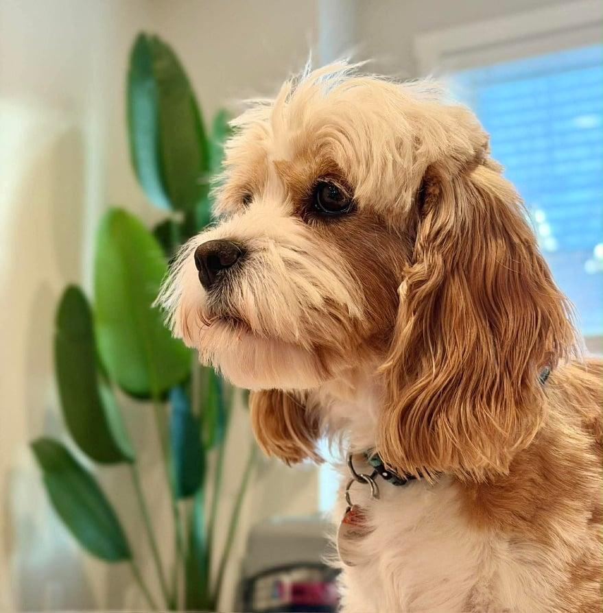 June, ADOPTABLE, Adult Female Cocker Spaniel.