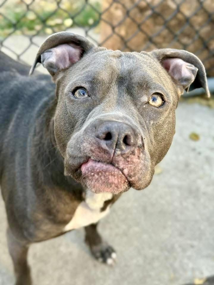 Enlarge Miette, a ADOPTABLE Pit Bull Terrier in Chicago, IL image 1/5