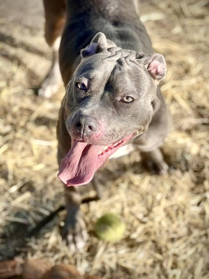 Enlarge Miette, a ADOPTABLE Pit Bull Terrier in Chicago, IL image 2/5