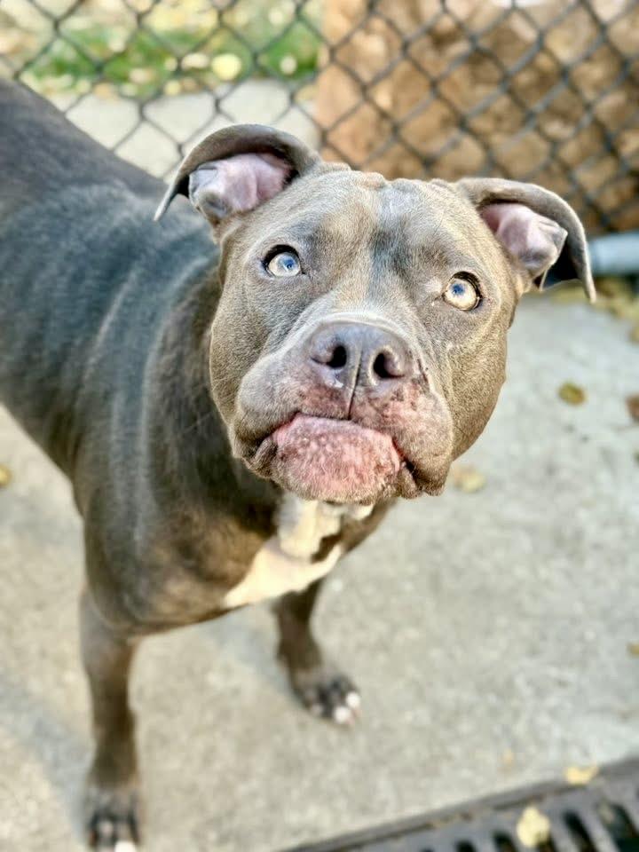 Enlarge Miette, a ADOPTABLE Pit Bull Terrier in Chicago, IL image 3/5
